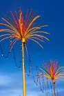 Kuala Lumpur- West Malaysia. Colorful lights looking like palm trees. Art Print
